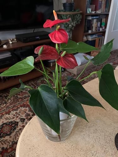 Kleine Flamingoblume Anthurium andreanum Baby-Anthurie Mini-Pflanze 7cm  Topf weiss blhend White Champion : Amazon.de: Garten