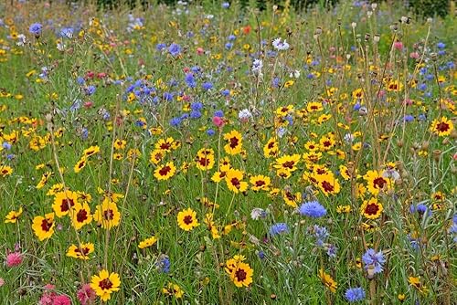Miniatura 4 de Semillas de flores de Coreopsis rojas de llanuras semienanas para plantar, más de 1500 semillas por paquete, semillas de jardín de Isla (semillas de