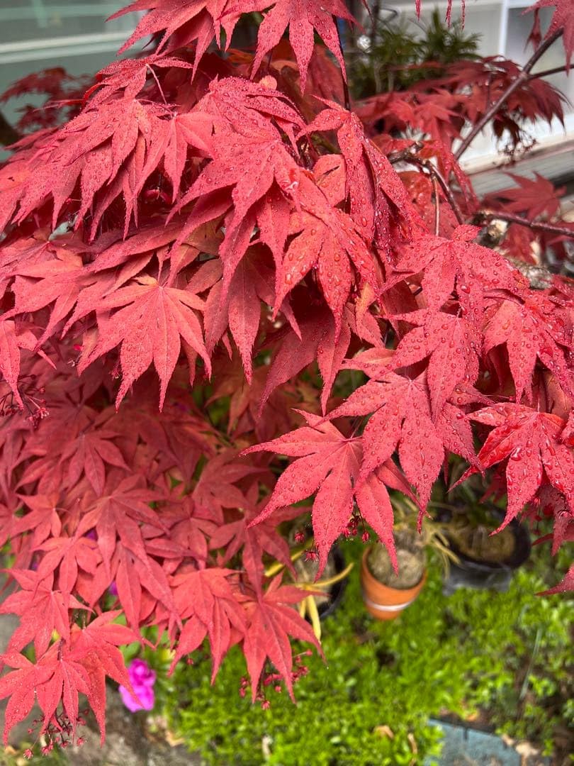赤い葉が美しい ノムラモミジ 811 樹高1.8m位 紅モミジ ※幹に浅傷あり Amazon｜ノムラモミジ 枝付き 約20cm 5本セット 赤もみじ 切り枝 料理