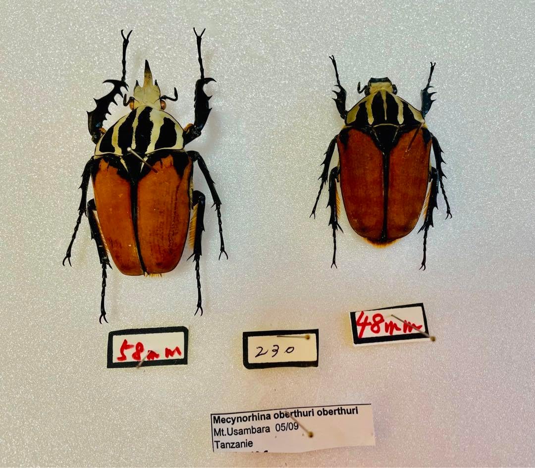 タンザニア産オーベルチュールオオツノカナブン オーベルチュールオオツノカナブン飼育記 : オオカブトの部屋