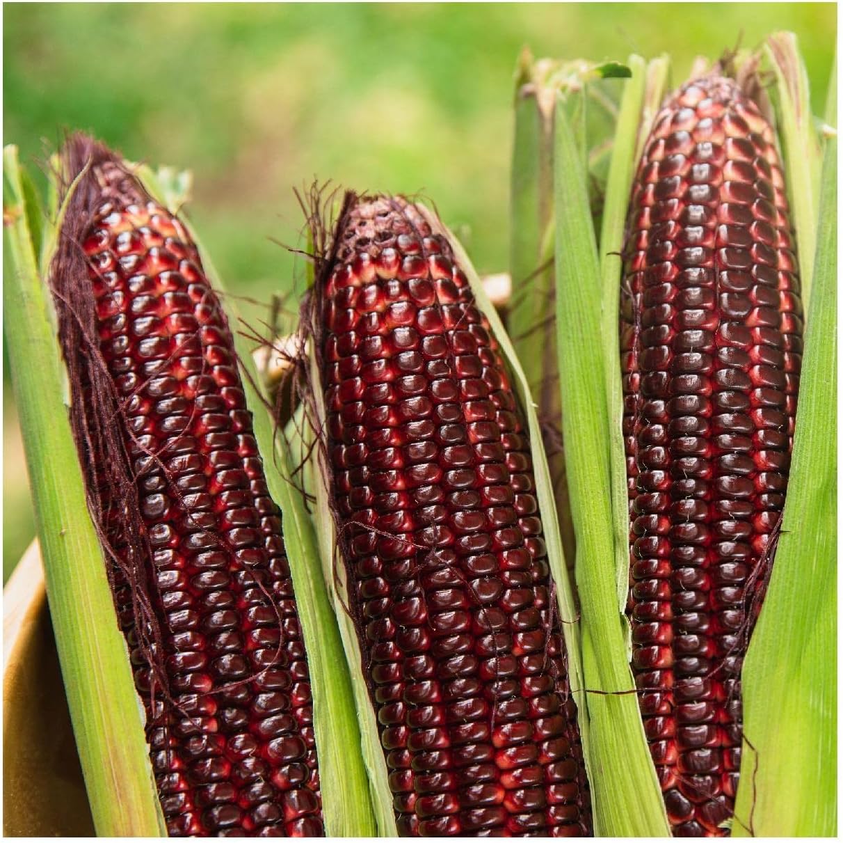 Everwilde Farms - 1/4 Lb Ruby Red Ornamental Corn Seeds (Treated) - Gold Vault