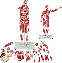 Human Muscle and Organ Model 80CM Half Life-Size Muscular Figure 27-Part with Removable Organs and Muscle Anatomy Human