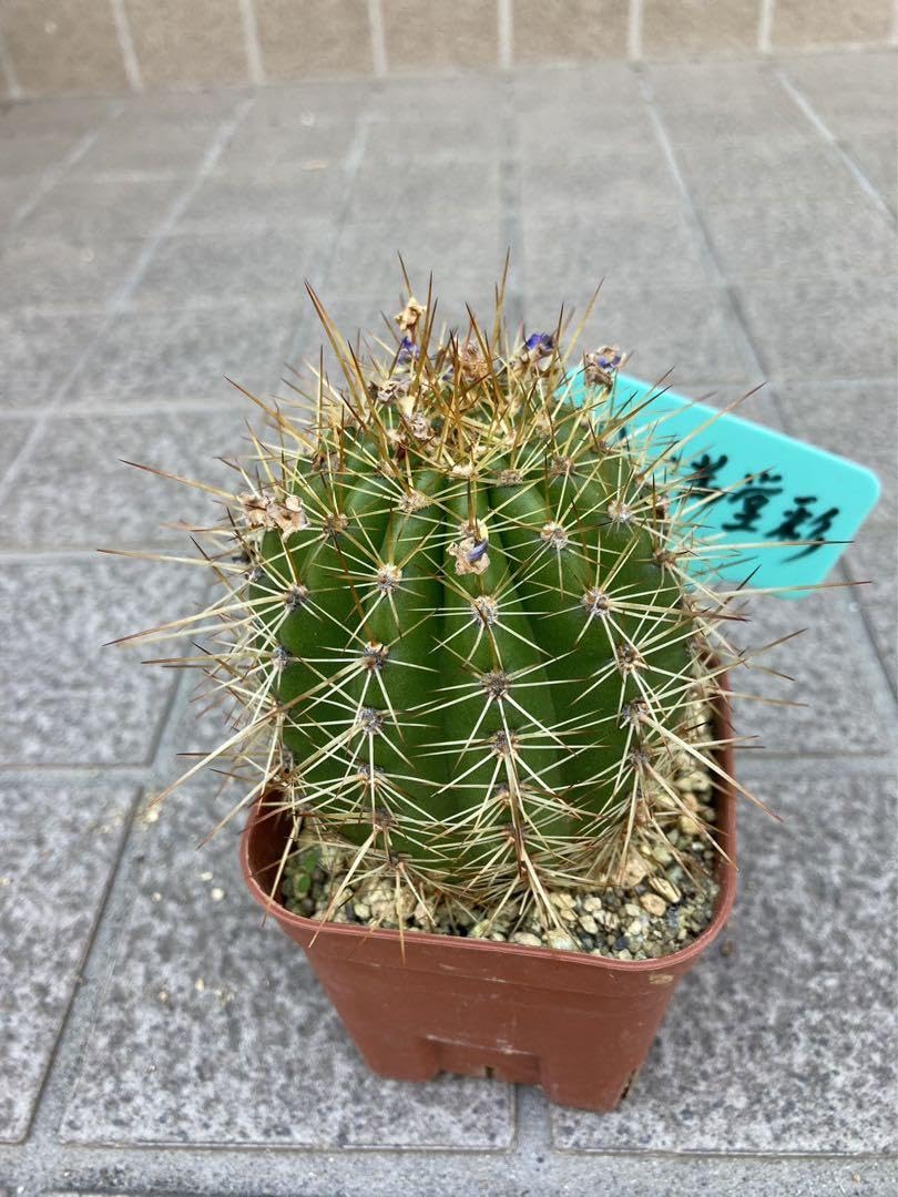 サボテン　ゴジラ　国内実生繁殖苗　実生接　開花株　抜き苗発送 サボテン ゴジラ 国内実生繁殖苗 実生接 開花株 抜き苗発送