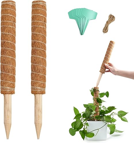 Miniatura 7 de Joyhalo Poste de musgo para plantas, paquete de 2 estacas de soporte para plantas Monstera de 24 pulgadas, postes de musgo para plantas trepadoras,