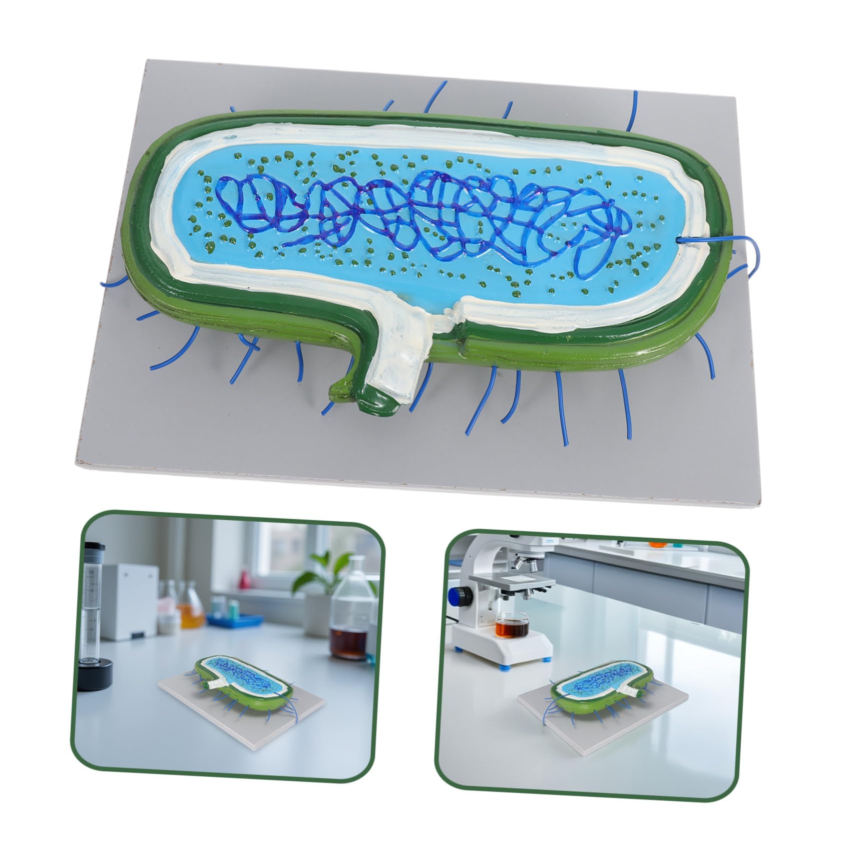 LIFKOME Zellmodell für Schüler Unterrichtsmodell Anatomisches Modell mit Kernmodell und Organellen Lernspielzeug für Biologie