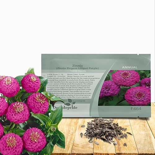Outsidepride - Zinnia Elegans, 2000 semillas anuales, Lilliput Purple, flores para plantar, color morado