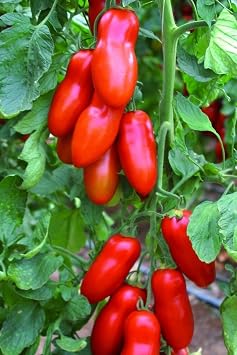 My Seed World San Marzano Tomato Seed / 10+ Seeds