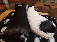 Review Image by Willow Monk