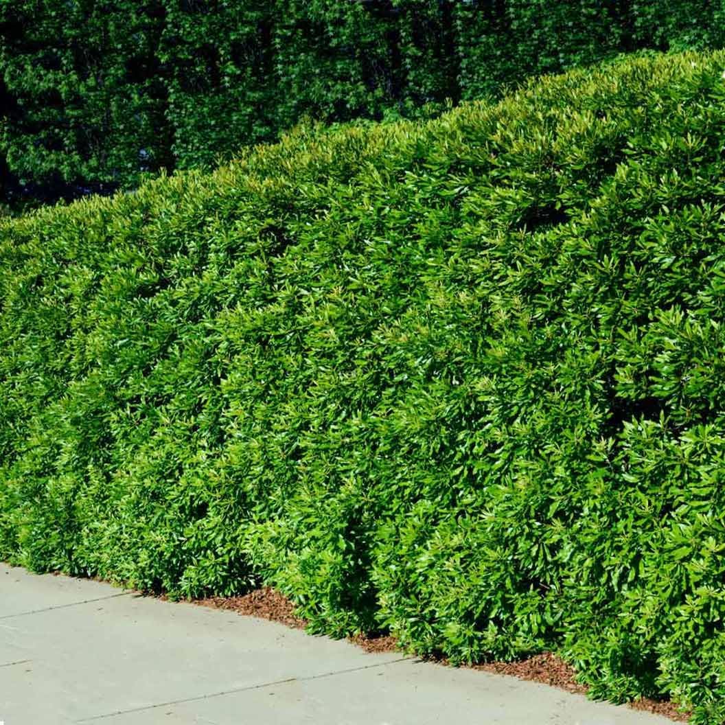 20-24” Tall Southern Wax Myrtle Plant 3 Years Old, Southern Bayberry, Morella cerifera (Myrica cerifera)