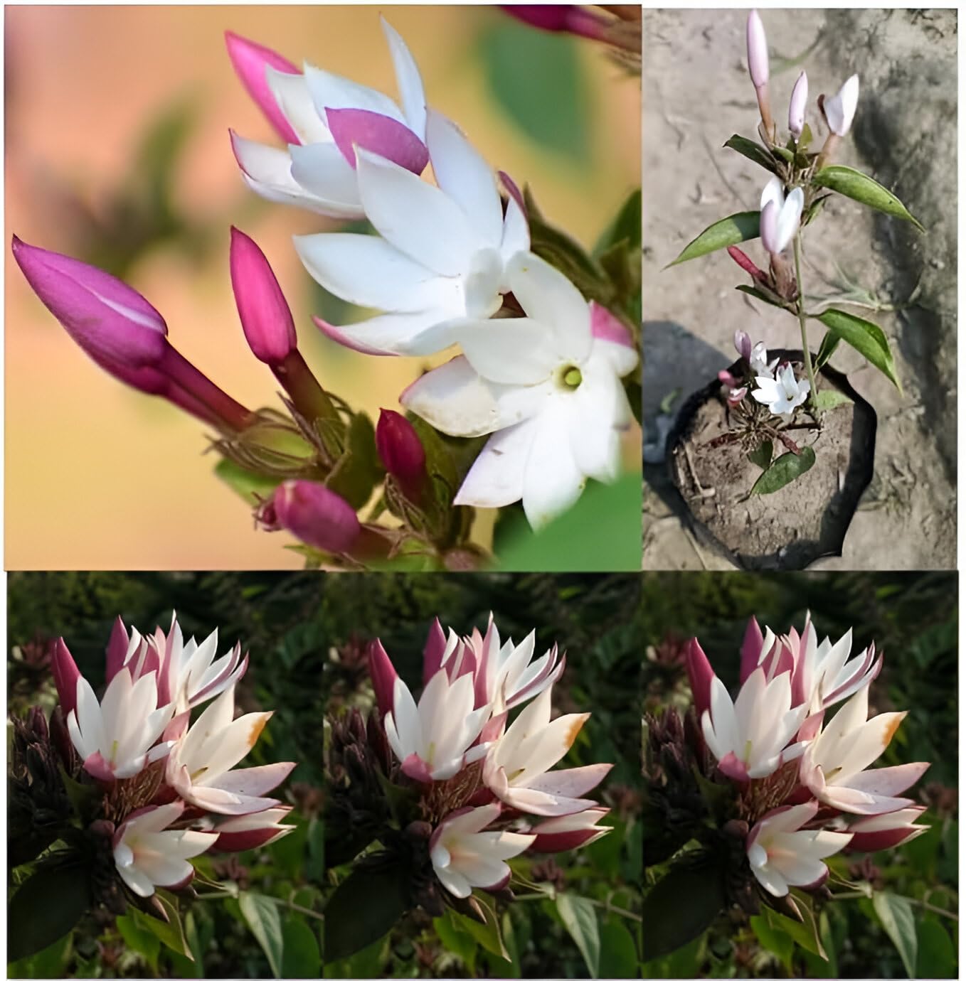 Green view Pink Bud Kundo Jasmine Flower Plant/pink jasmine (B0CH15MXW4) Amazon Price History, Amazon Price Tracker