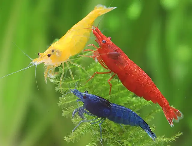 Mix Gamberetti Arcobaleno Neocaridina Davidi - 6 Pezzi per Acquario