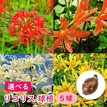 Amazon.co.jp: リコリス 球根 【5球】【スプレンゲリー】ムラサキ