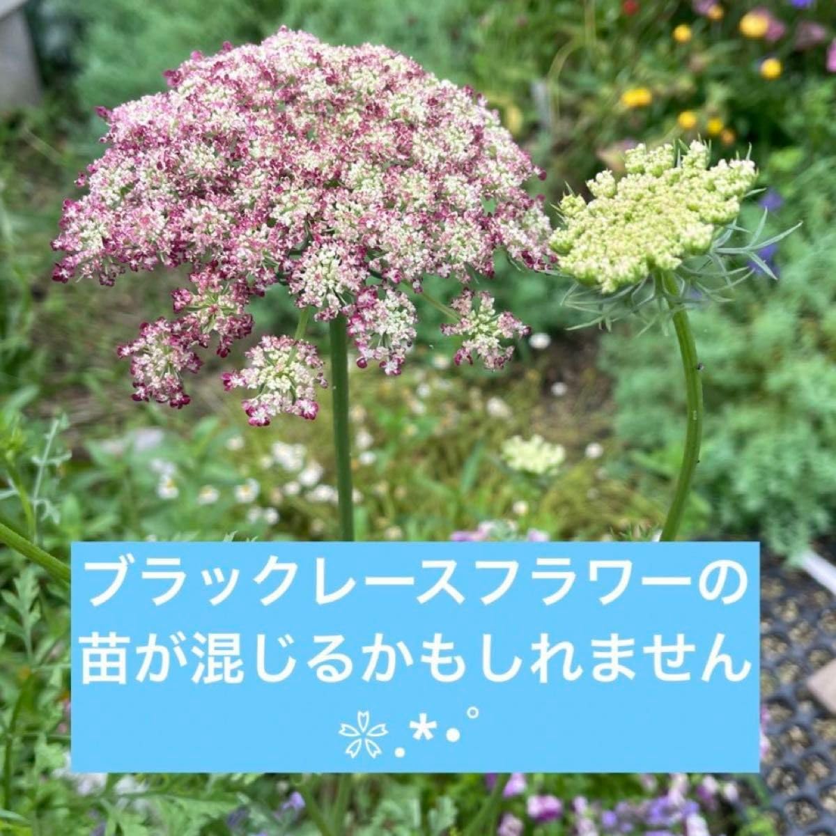 Amazon.co.jp: オルレア （オルラヤ）ホワイトレースフラワー抜き苗
