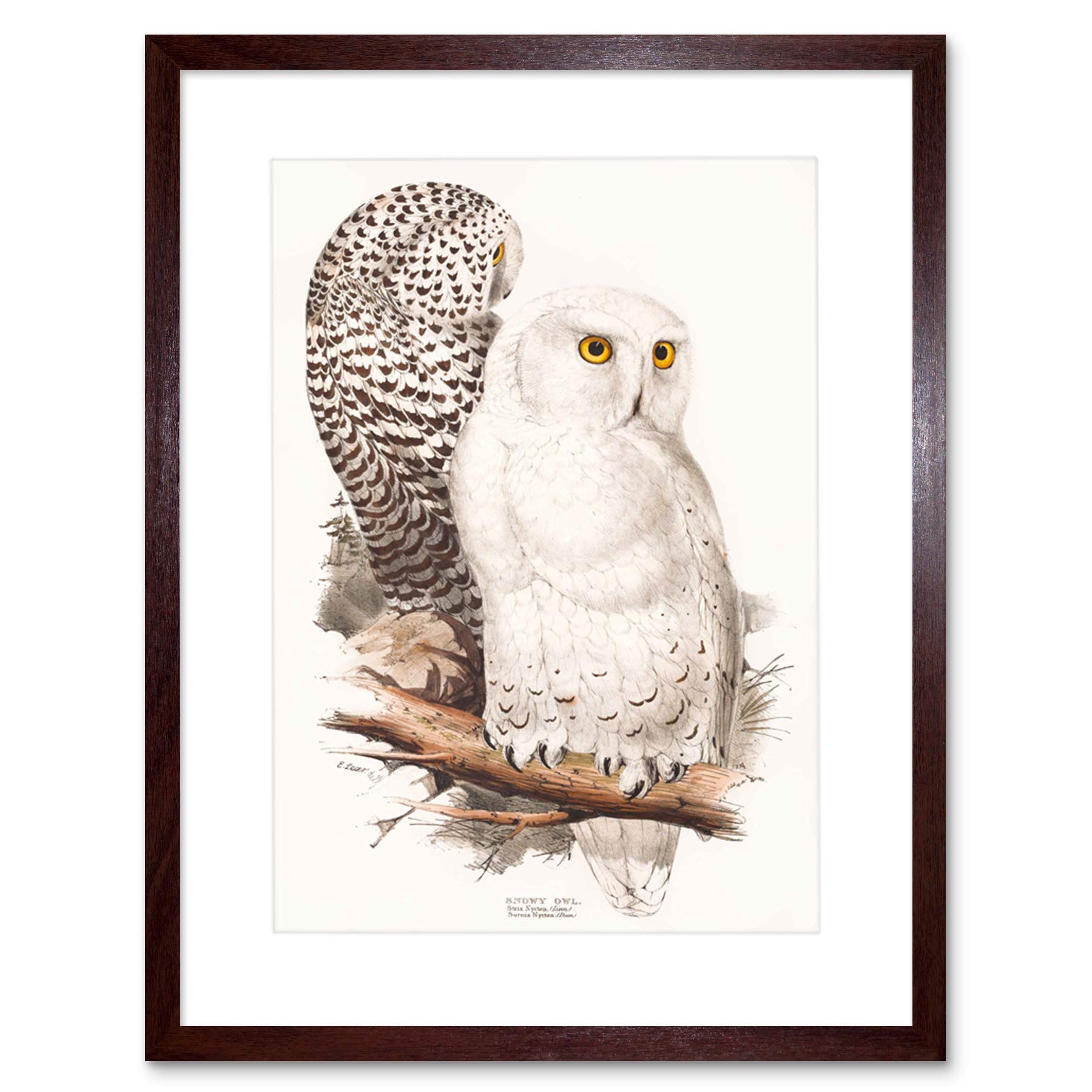 Wee Blue Coo Painting Birds Gould Lear Snowy Owl Pair Framed Wall Art Print