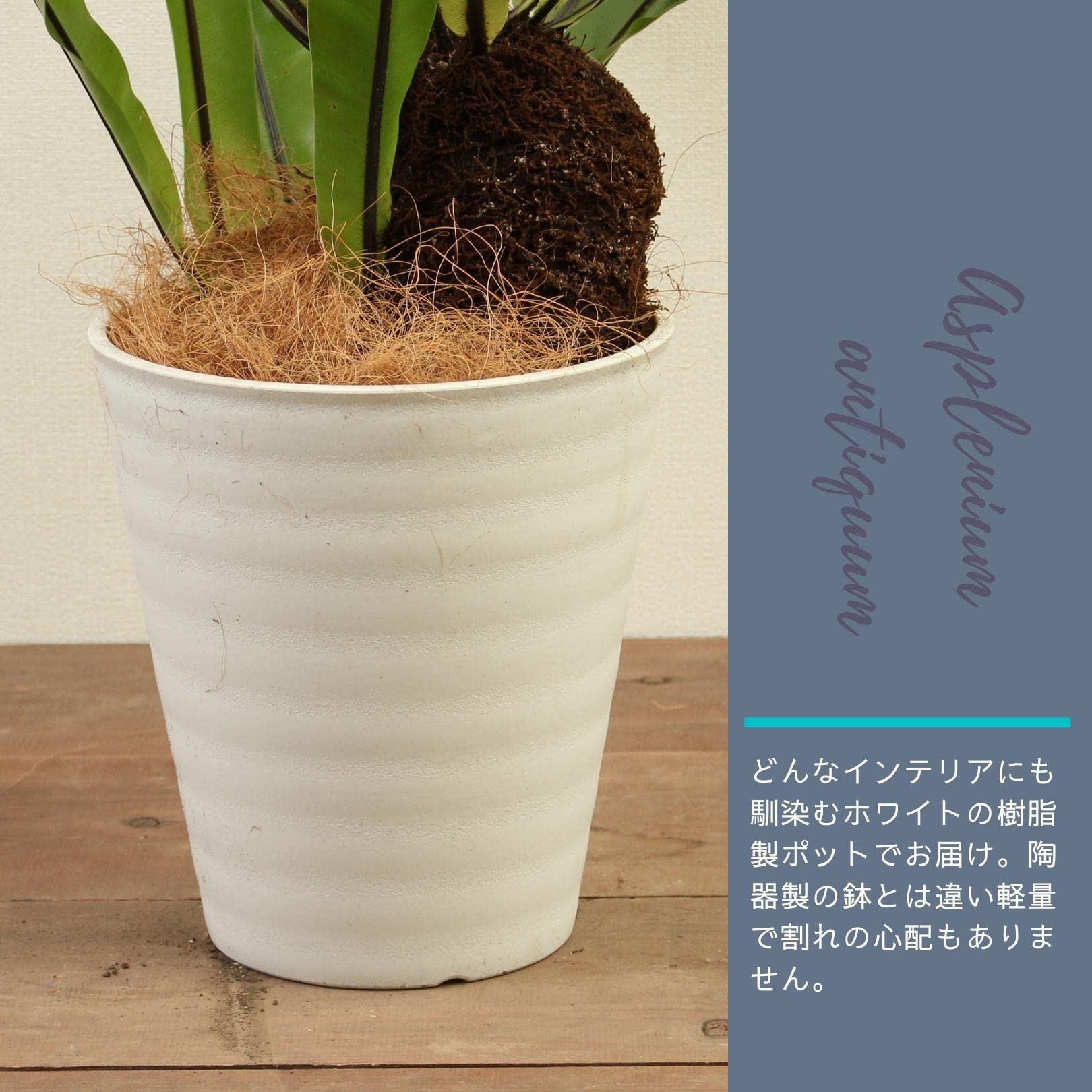Amazon｜オオタニワタリ 8号 受け皿付 【観葉植物 本物 タニワタリ
