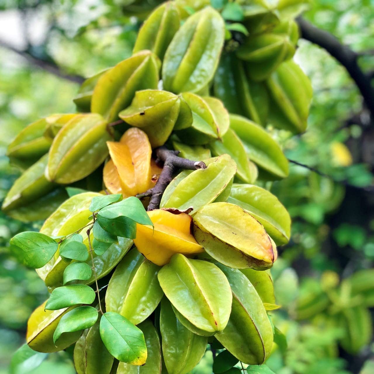 Golden Bloom LIve THai Grafted All Seasons Starfruit/Kamrakh Plant Height 2 FT (All seasons Thai Grafted Starfruit PLant) (B0DDJ6C1BF) Amazon Price History, Amazon Price Tracker
