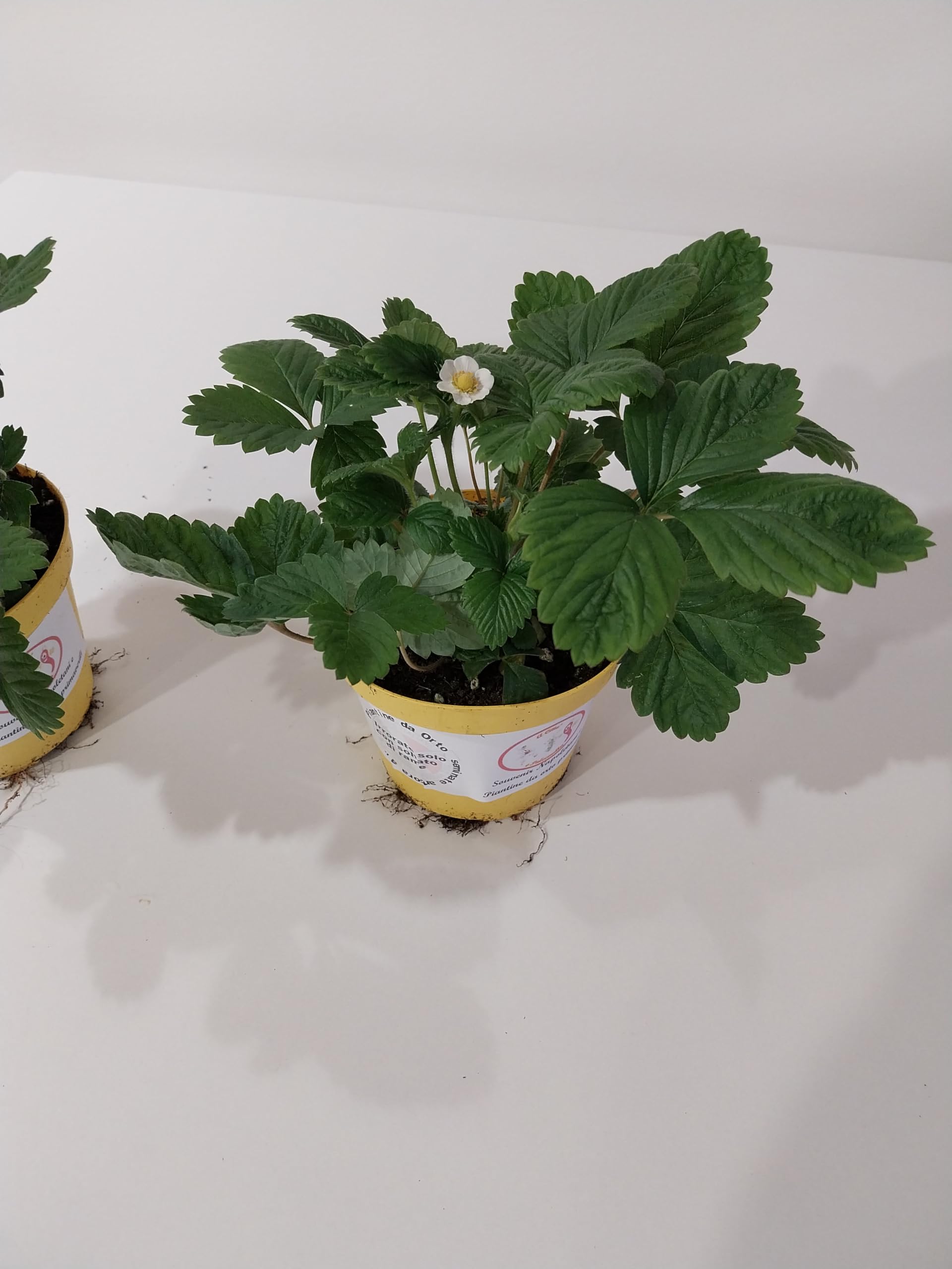 piantine di fragole (fragoline di bosco 10 piante)