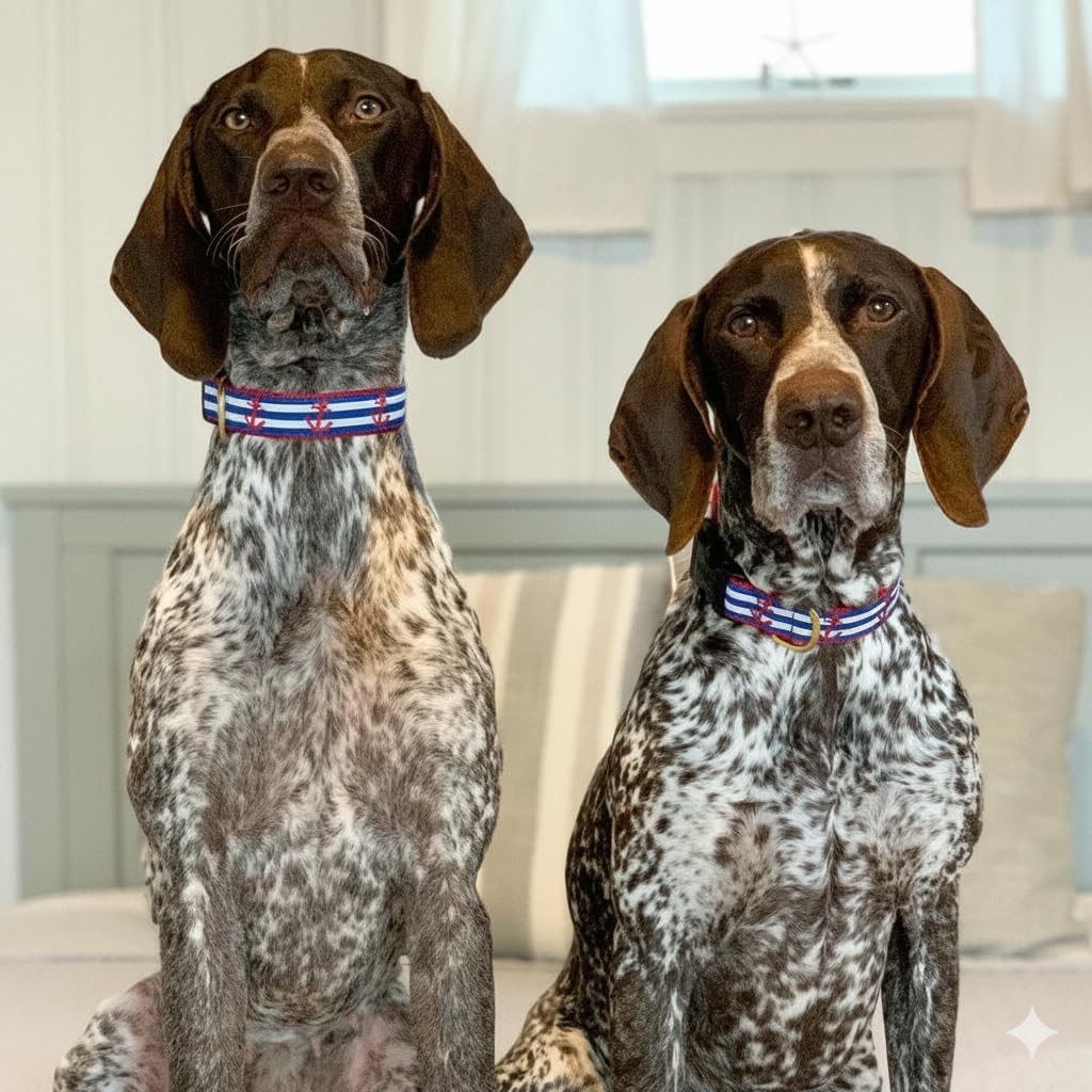 Up Country Anchors Away Dog Collar, Small (9 to 15 inches) 1 inch Wide Width
