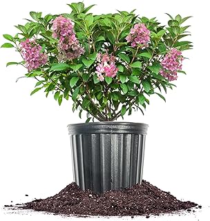 Perfect Plants Little Quick Fire Hydrangea Shrub in 3 Gallon Pot | Early Blooming White to Pink Flowers | Plant in Shade or Sun | Live Shrubs for Outdoor Planting
