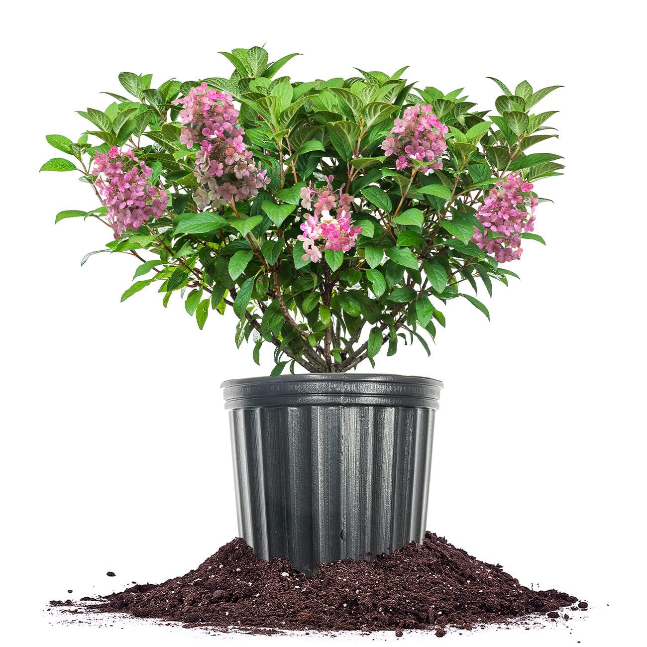 Perfect Plants Little Quick Fire Hydrangea Shrub in 3 Gallon Pot | Early Blooming White to Pink Flowers | Plant in Shade or Sun | Live Shrubs for Outdoor Planting