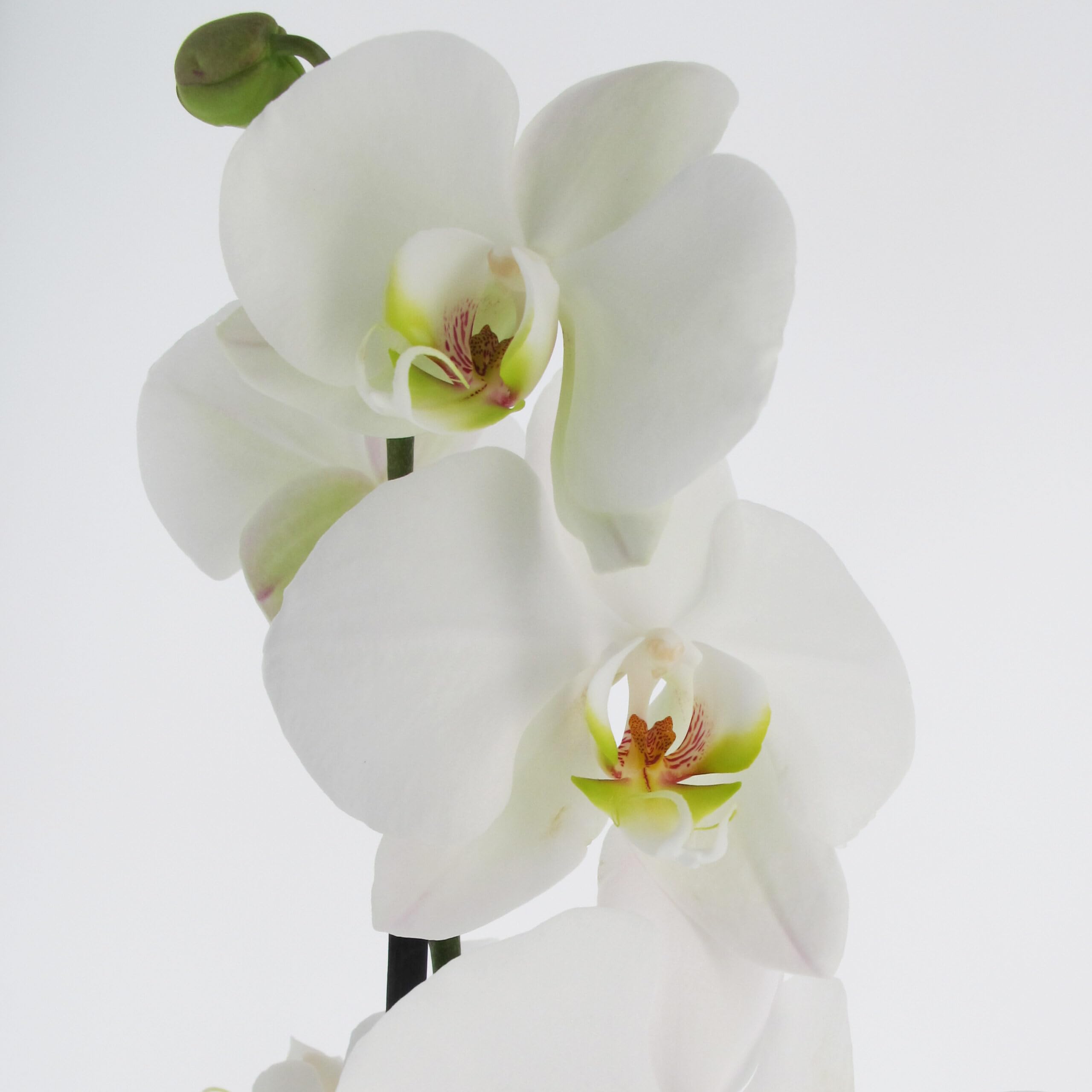 KENTIS - Orchidea Phalaenopsis Bianca - Piante Vere da Interno Fiorite - H 60-70 cm Vaso Ø 12 cm