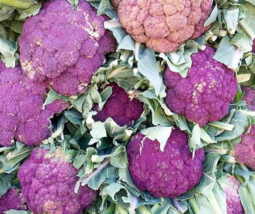 La Verde MEIN GARTEN UND ICH. Di Sicilia Violetto Blumenkohl Samen für ca. 60 Pflanzen, violetter Blumenkohl, dekorativ und aromatisch, samenfestes Saatgut ohne Gentechnik