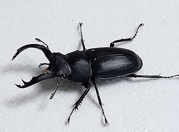 Amazon | アマミシカクワガタ 成虫ペア 45.0mm×32.0mm 国産 離島