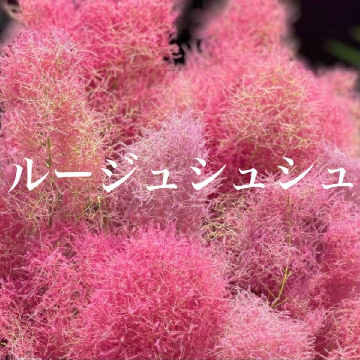 Amazon.co.jp: スモークツリー 苗 ルージュシュシュ 苗木 雌株 : ホビー