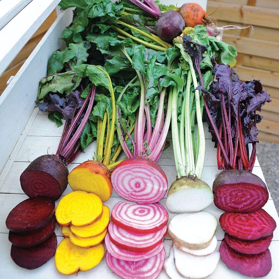 Park Seed Sow Effortless Collection Seed Tape Rainbow Mix Beet 15 Feet Easy Planting 5 Distinct Gourmet Varieties Colorful Roots & Greens Cool-Weather Crop No Thinning 5055 Days to Maturity