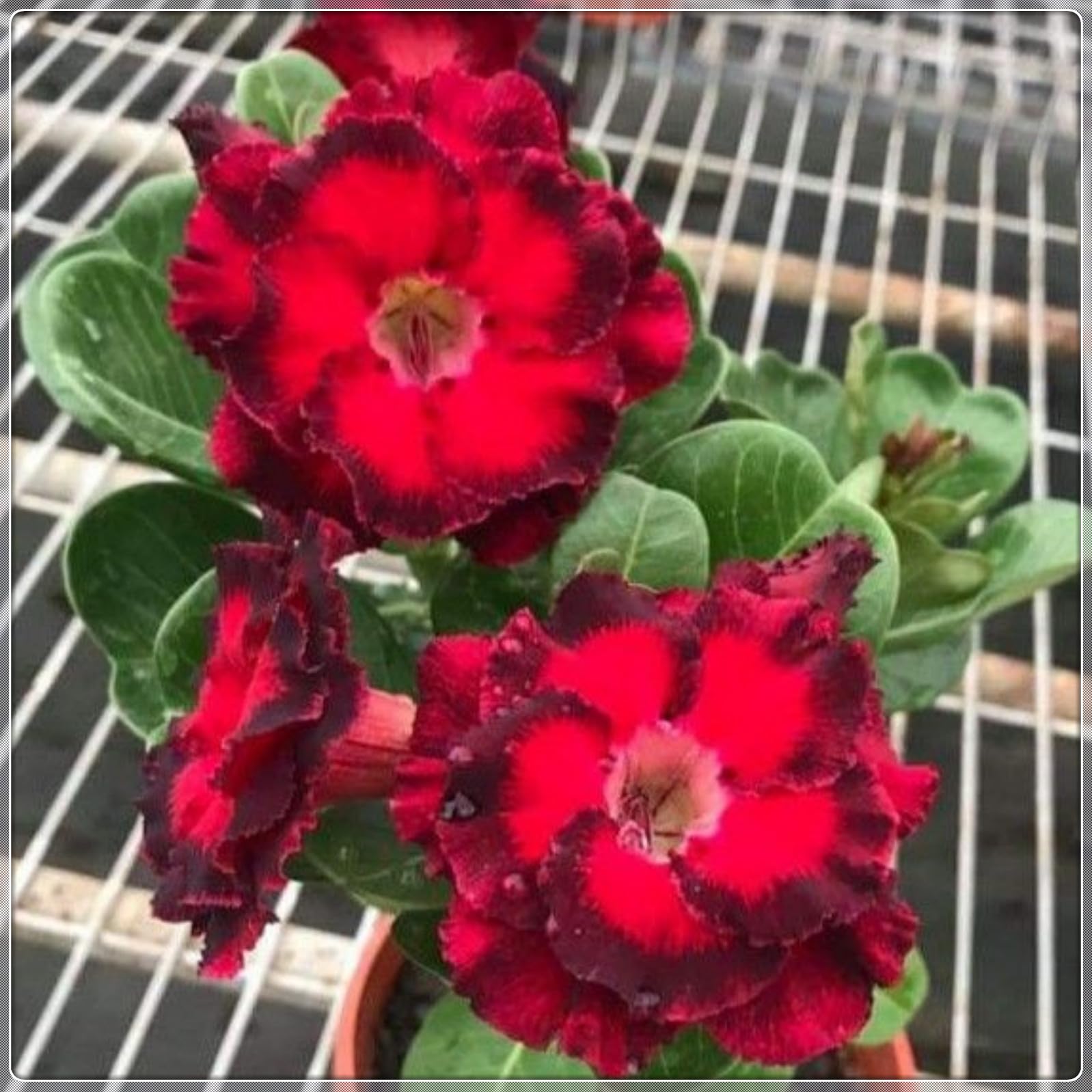Magnificent Desert Rose Bulbs in Bulk: Hardy Perennial Desert Rose Bushes for Garden Ready to Plant Garden Displays-4 Bulbs-D
