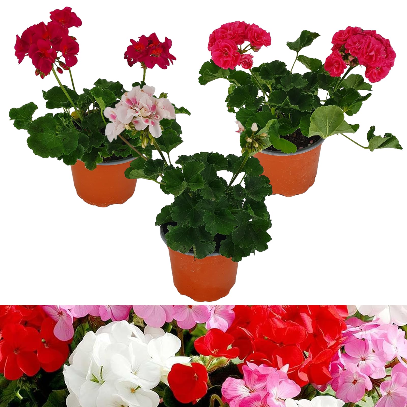 Carbeth Plants 3 x Geranium Plants in 13cm Pots