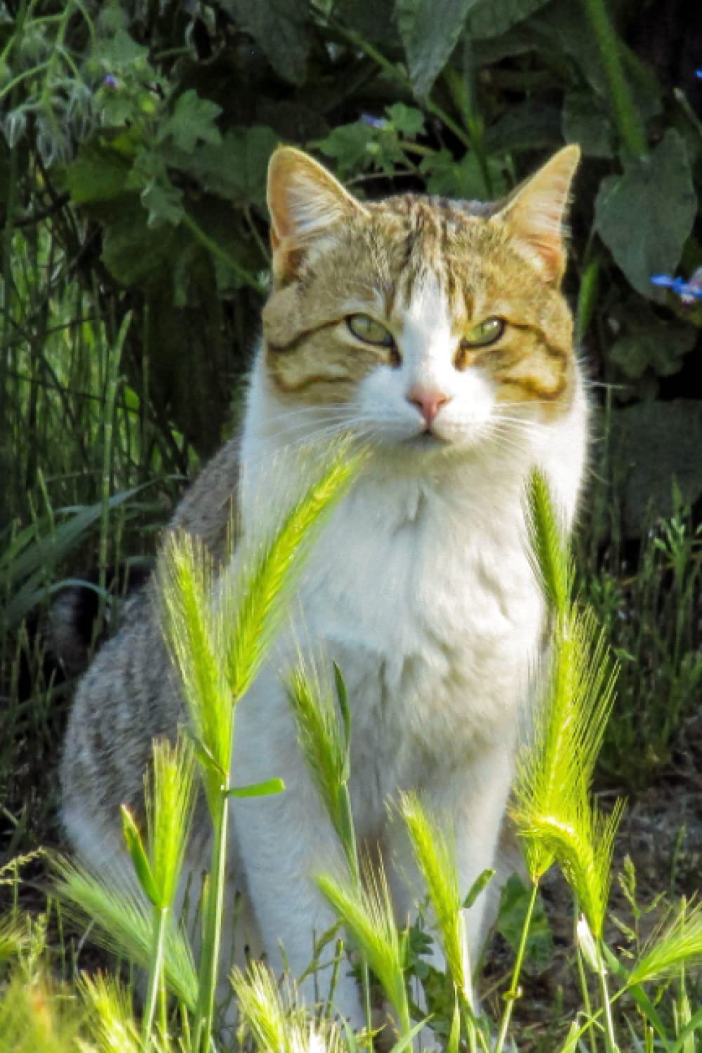 Cat Notebook: College Ruled, 120 Pages, 6x9 inches, Soft Cover (Cats Notebooks)