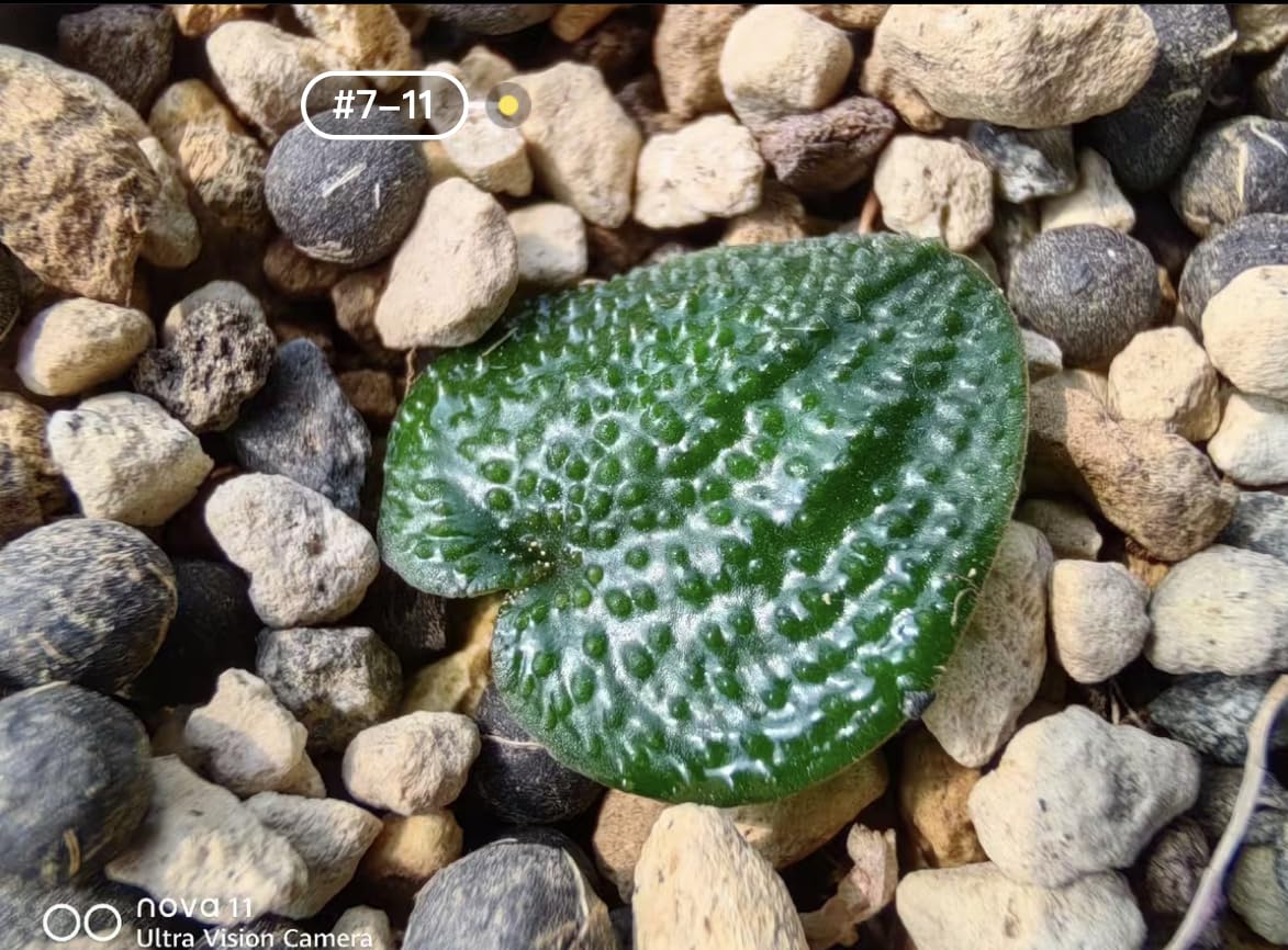 Amazon.co.jp: 発根済み！球根南アフリカ球根植物Eriospermum sp