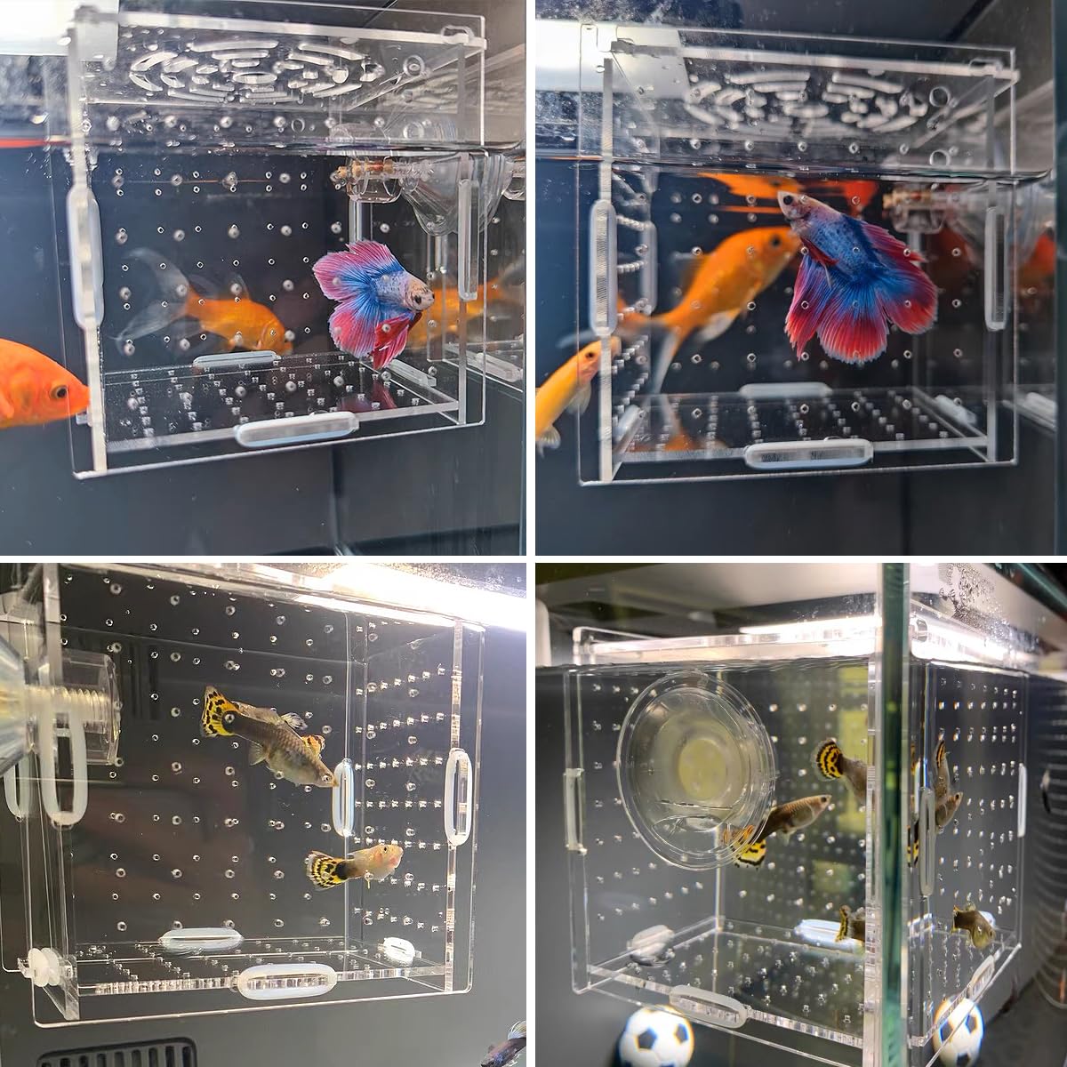 SUPERFINDINGS Aquarium Breeding Isolation Box Acrylic Fish Breeding Box Transparent Fish Tank Acclimation Hatchery Incubator With Suction Cups For Guppy Shrimp Clownfish Fishes 10x10x20cm
