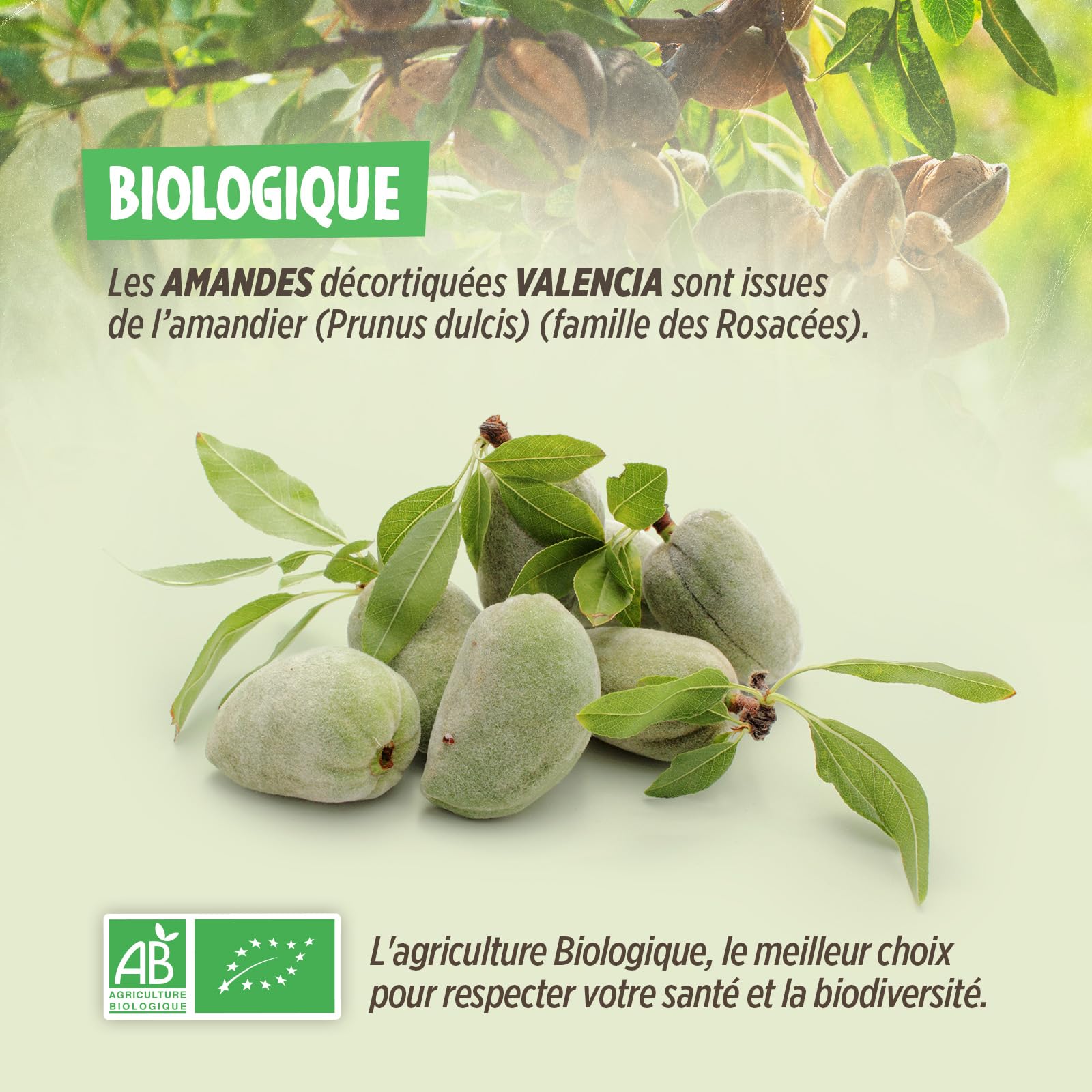 Amandes Entières Bio Décortiquées - 1 kg