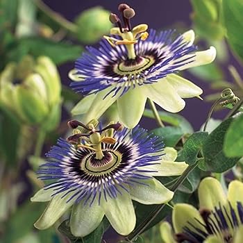 2 Passiflora Caerulea Passionsblume Gartenpflanzen Winterhart Exotische Pflanzen Hohe 65 75cm Topf O 15cm Amazon De Garten