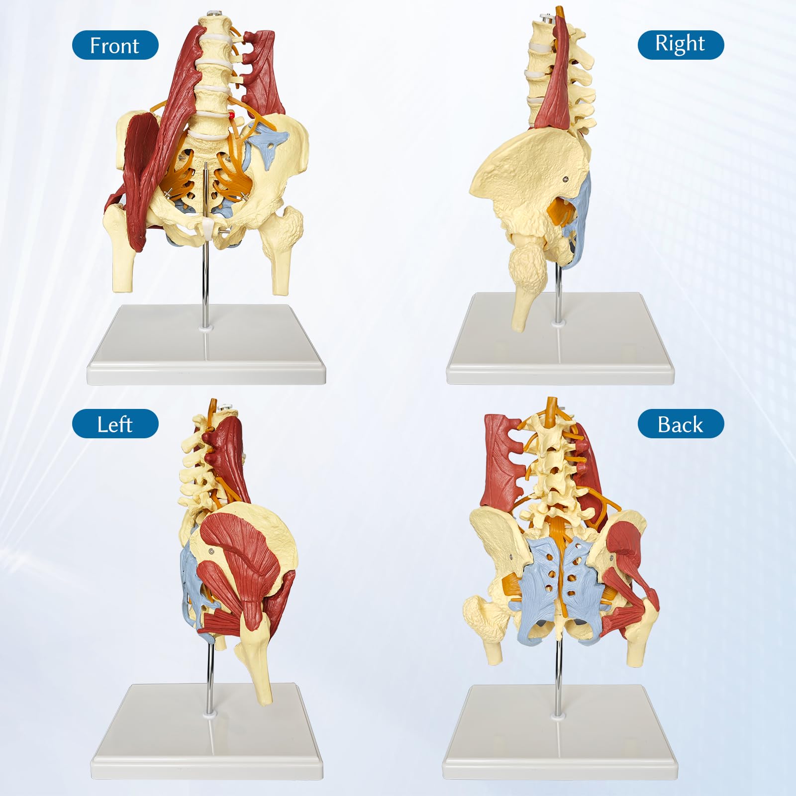 Human Lumbar Spine Bone Model Female Pelvis Model 1:1 Life Size Nerves Hip Joint Muscle Anatomy Model Removable Movable Femur Heads Product Manual Card for Medical Education Study product thumbnail 4