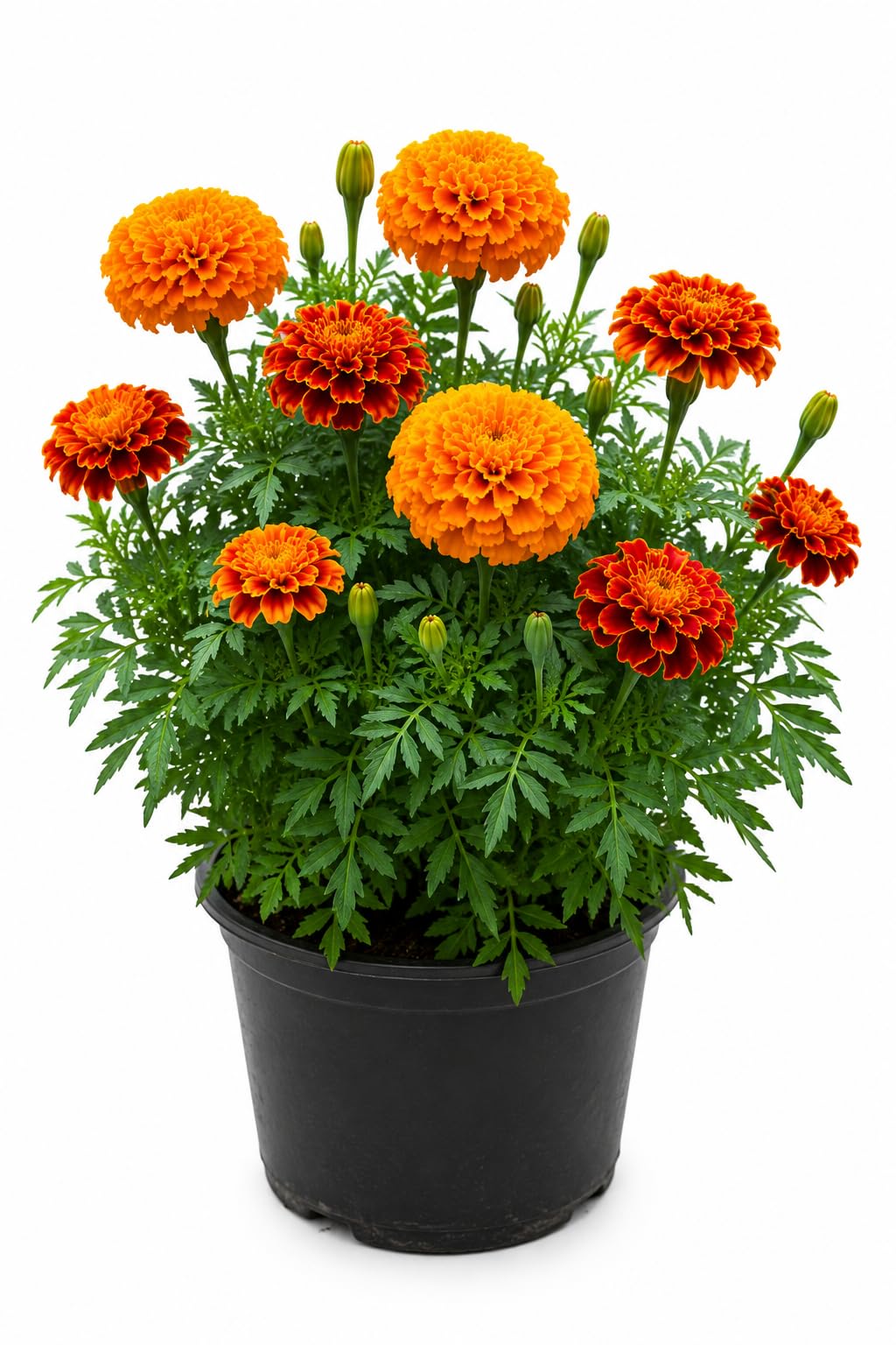Red Marigold Genda Live Flower Plant in 4 Inch Pot | Pack of 1, Easy to Grow, Balcony & Outdoor Use, Vibrant Blooms, Home Garden Decor-image-11