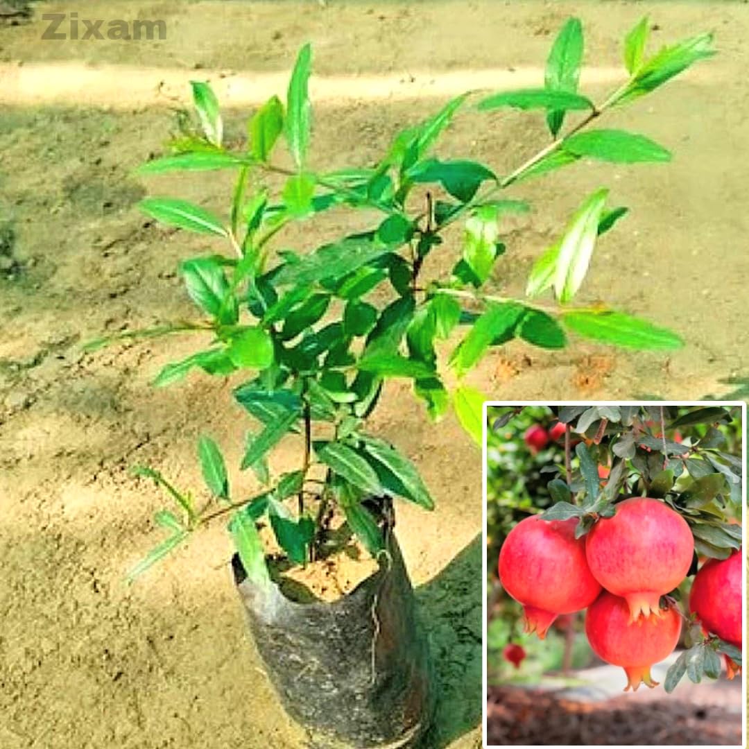 See full amazon price history chart for Zixam live Red Pomegranate fruit plant - Anar ka podha (its big size fruit variety tree) Zixam live Red Pomegranate fruit plant - Anar ka podha (its big size fruit variety tree) (B0CBGCJVKC) Amazon Price History, Amazon Price Tracker