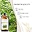 EUQEE Marjoram Essential Oil 118 ml Large Bottle Premium Marjoram Oil with Glass Dropper Great for Diffusers, Soap Candle Making - 4 oz