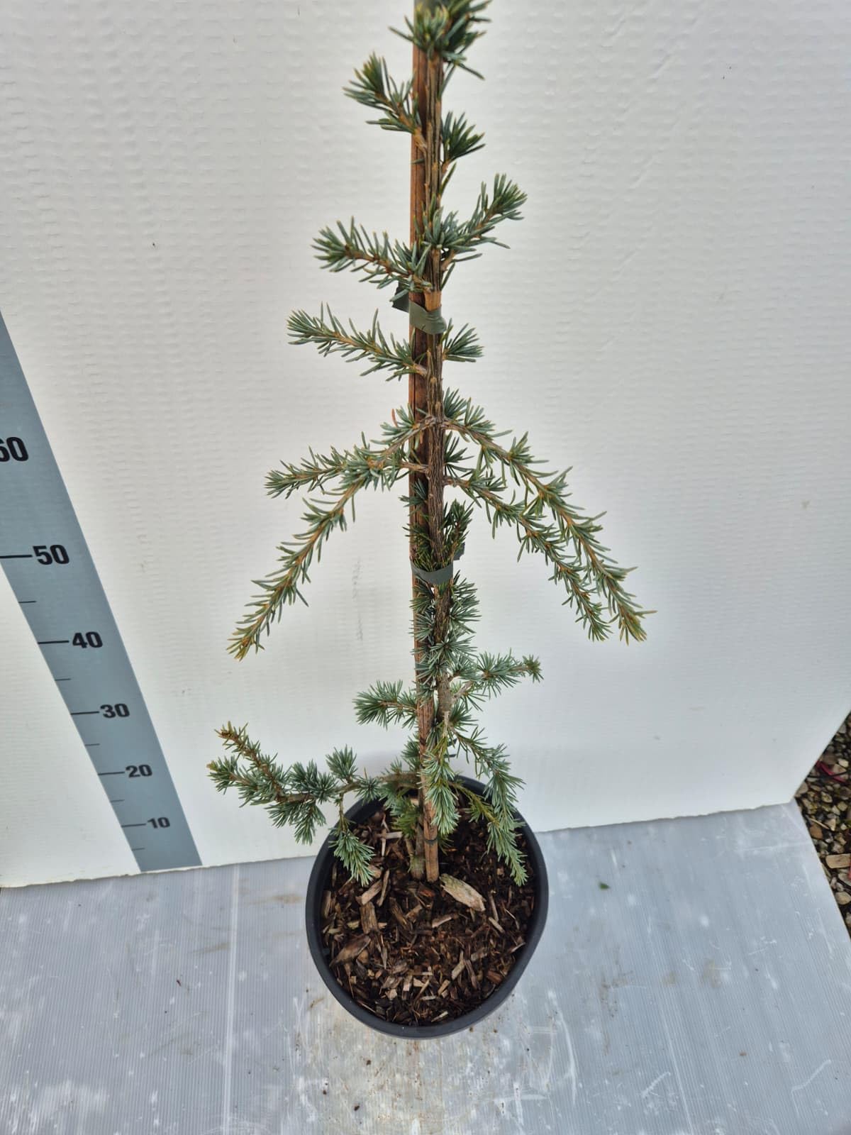 Cedro Atlantica Glauca Pendula – Cedro Azzurro Ricadente | Albero Ornamentale Elegante e Scultoreo – Vaso 22 cm - Vivai Giulian Giovani Piante