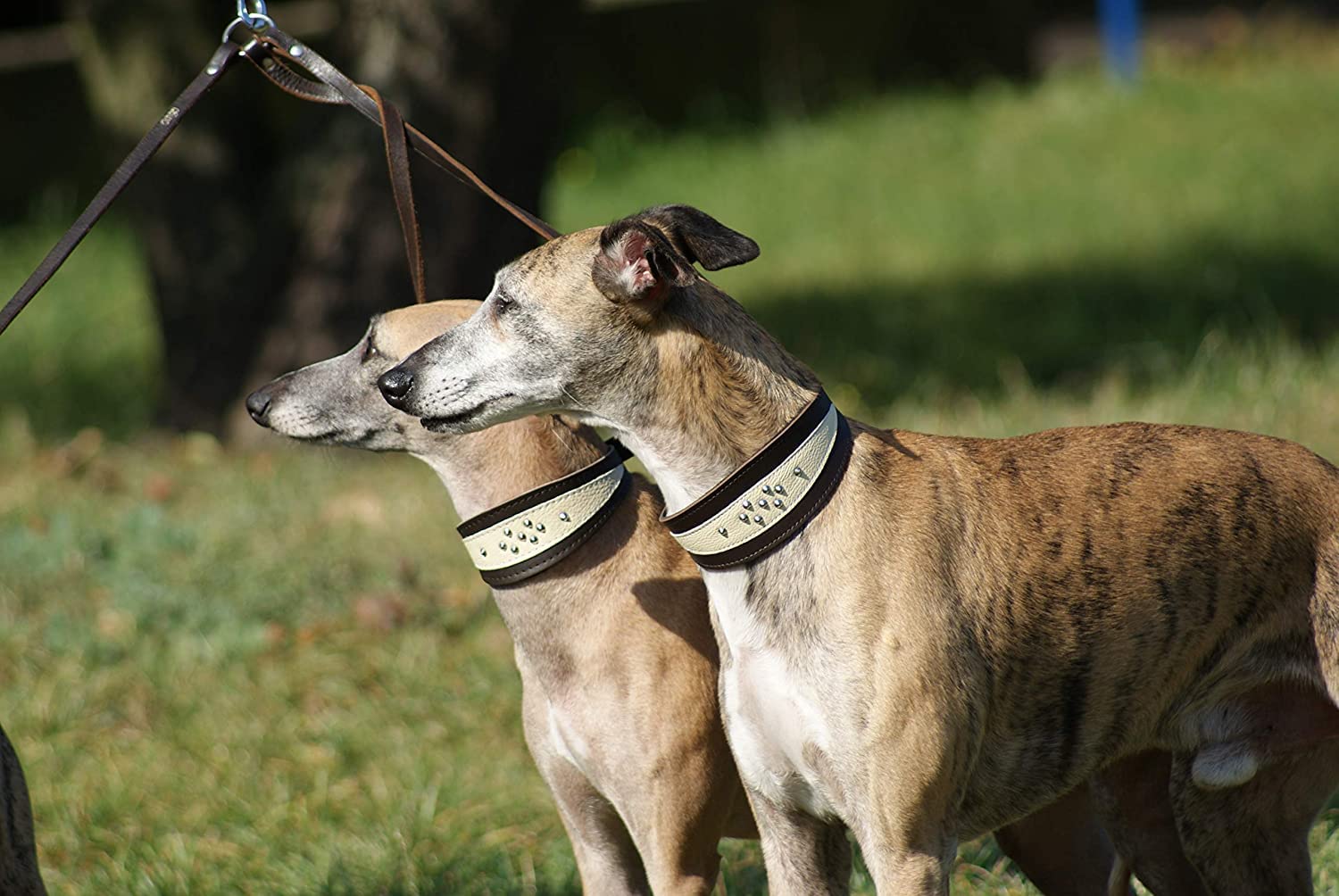 Dingo, Collare in Morbida Pelle per Razze di Cani Whippet e Gun Progettato a Mano 12400