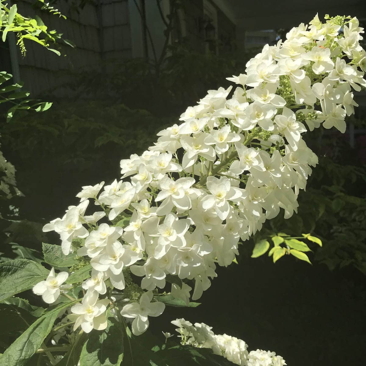 SPRING HILL NURSERIESSnowcicle Oakleaf Hydrangea Dormant Bare Root Flowering Starter Shrub