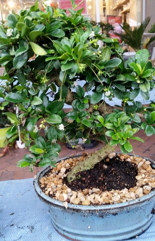 Imported Fukien Tea Beginner Bonsai Tree (Indoors)
