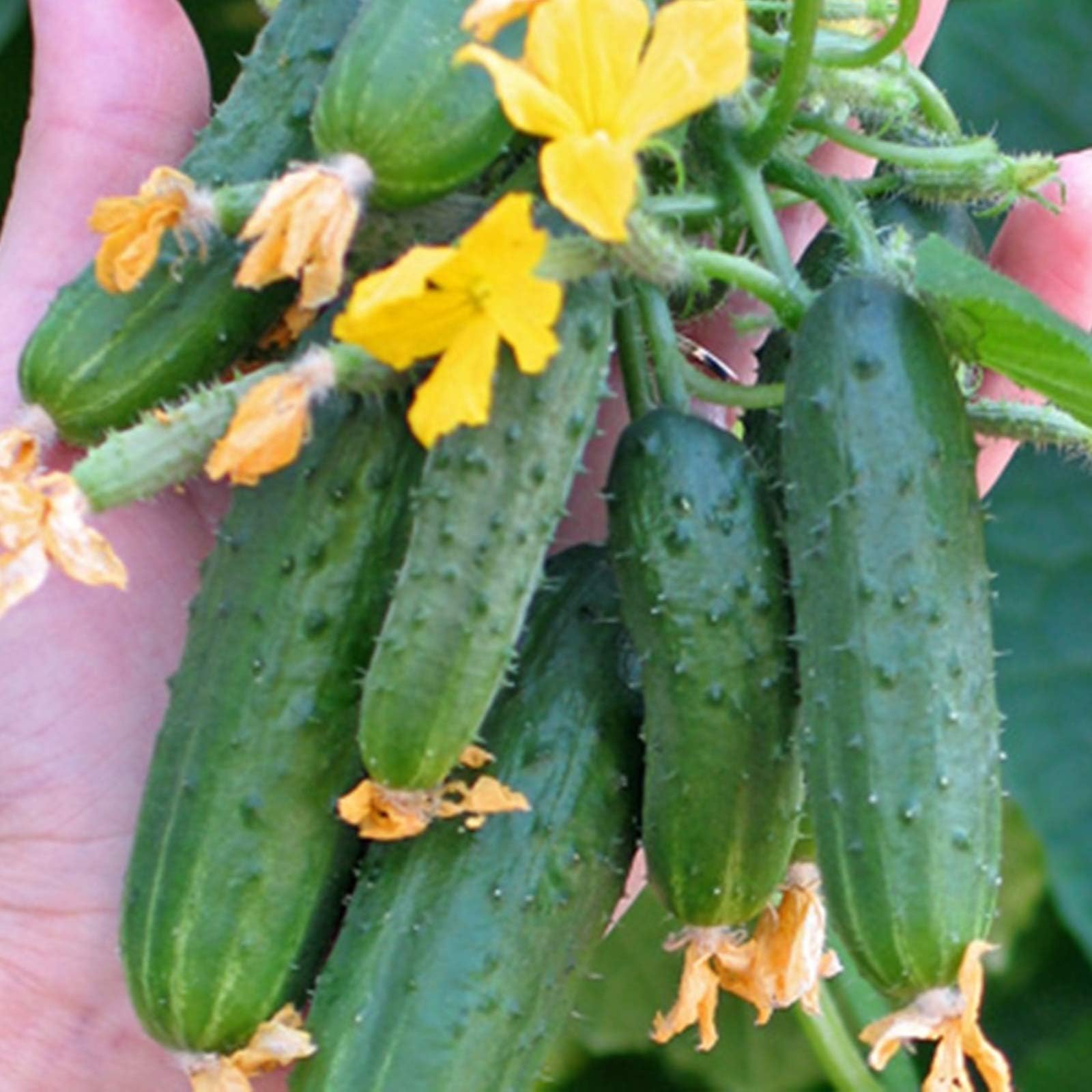 NIKITOVKA Seeds Cucumber Marina Roshcha F1, Green (20 Seeds) Non GMO Hybrid for Planting