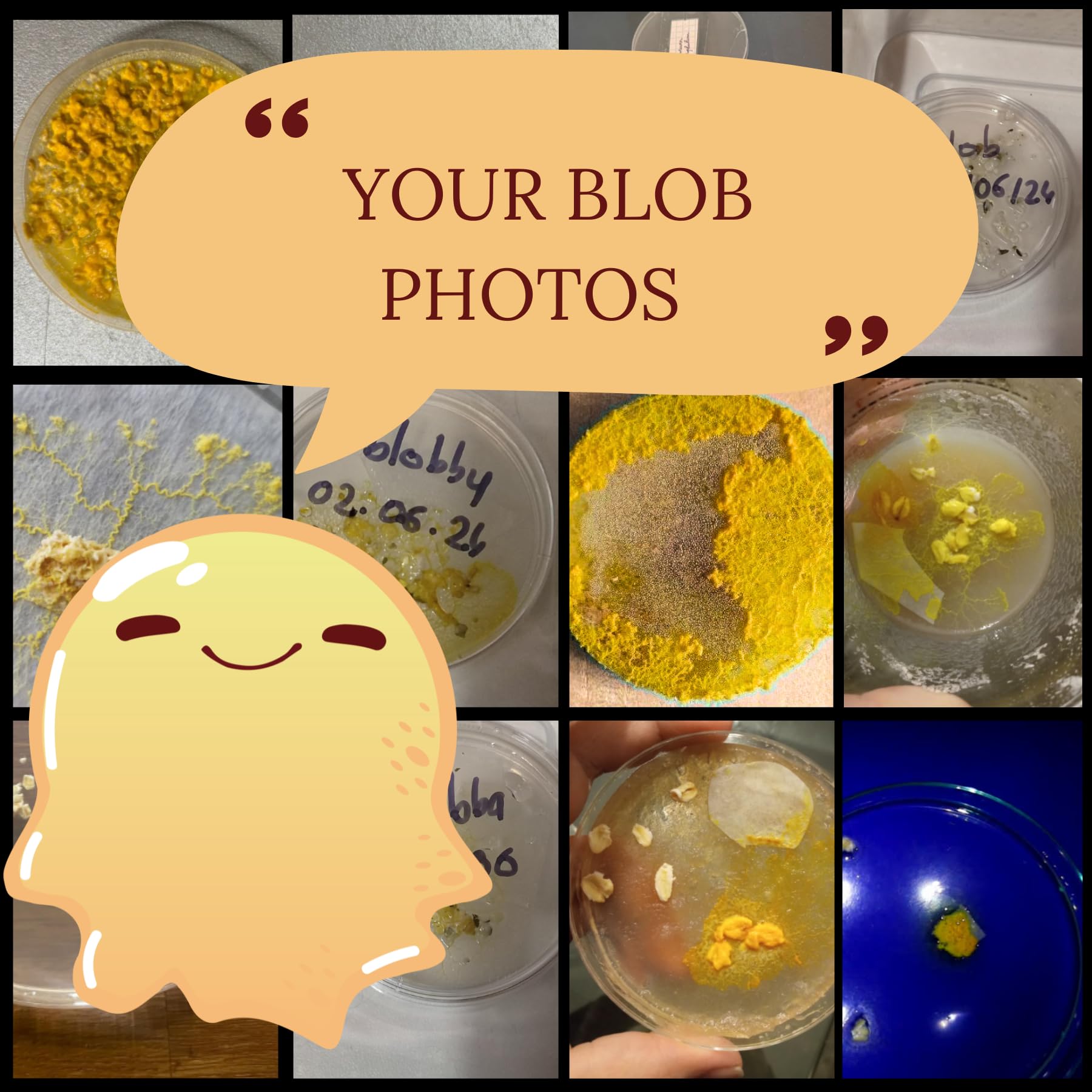 Kit de cultivo Blob, 3 blobs (amarillo y naranja) + colorantes de experimentación + guía completa en francés (disponible en español en PDF bajo solicitud), Cría francesa, Compra Blob regalo