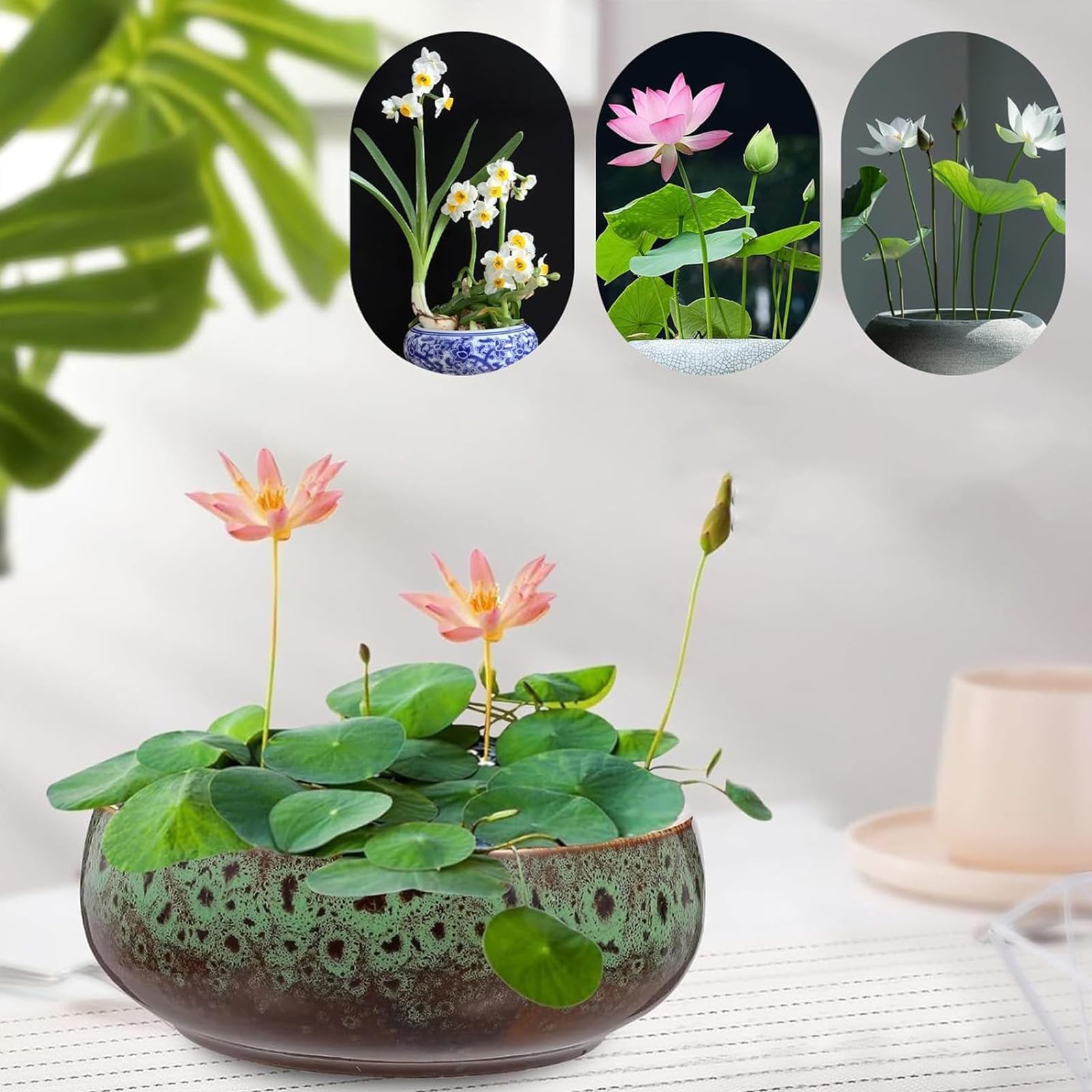 Pot de fleurs de lotus en céramique pour intérieur et extérieur, bol de lotus hydroponique pour plantes succulentes, bonsaï, graines de lotus, idéal pour plantes hydroponiques (type D)