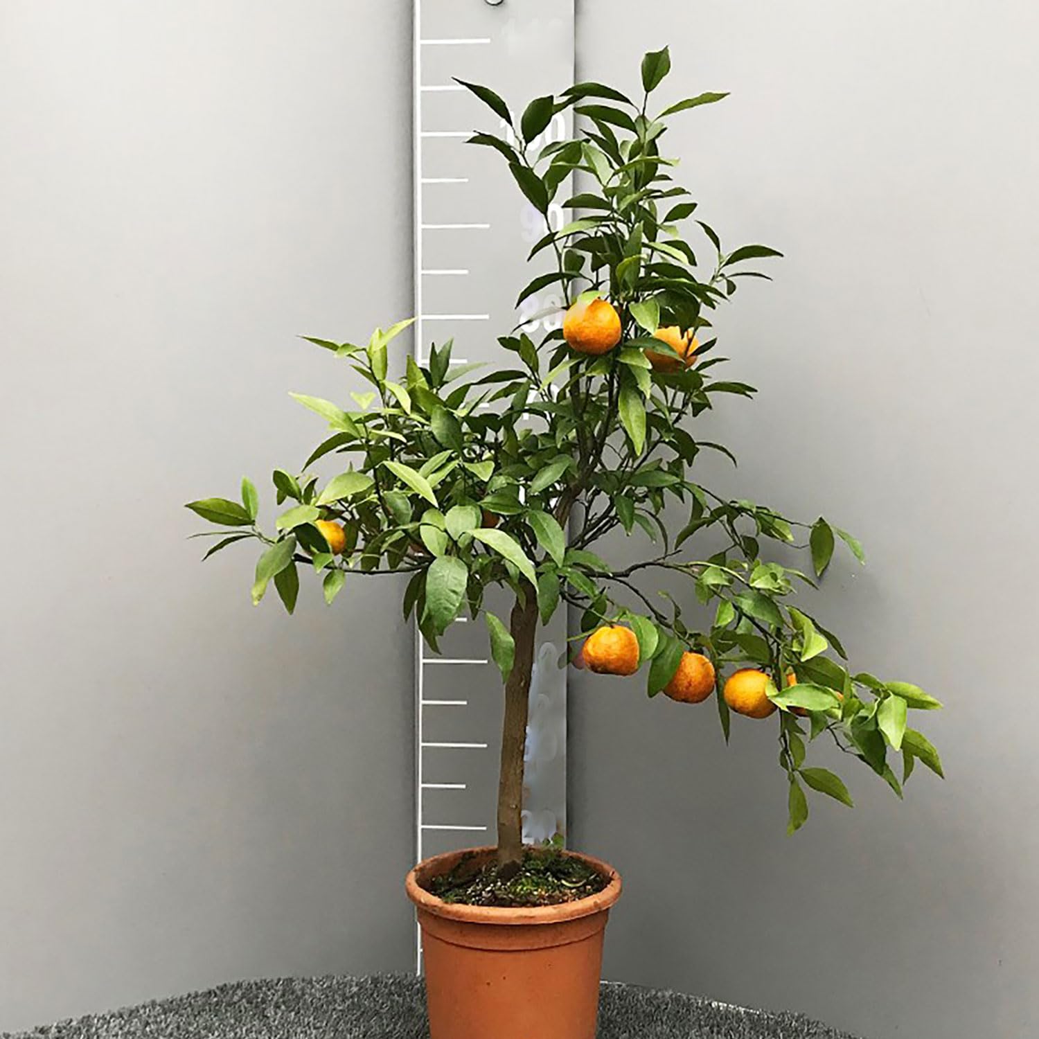 SAVINI VIVAI Clementino planta Clementino Amoa8 árbol de cítricos en maceta de 20 cm altura 70 cm 2-3 años de injerto, fabricado en Italia