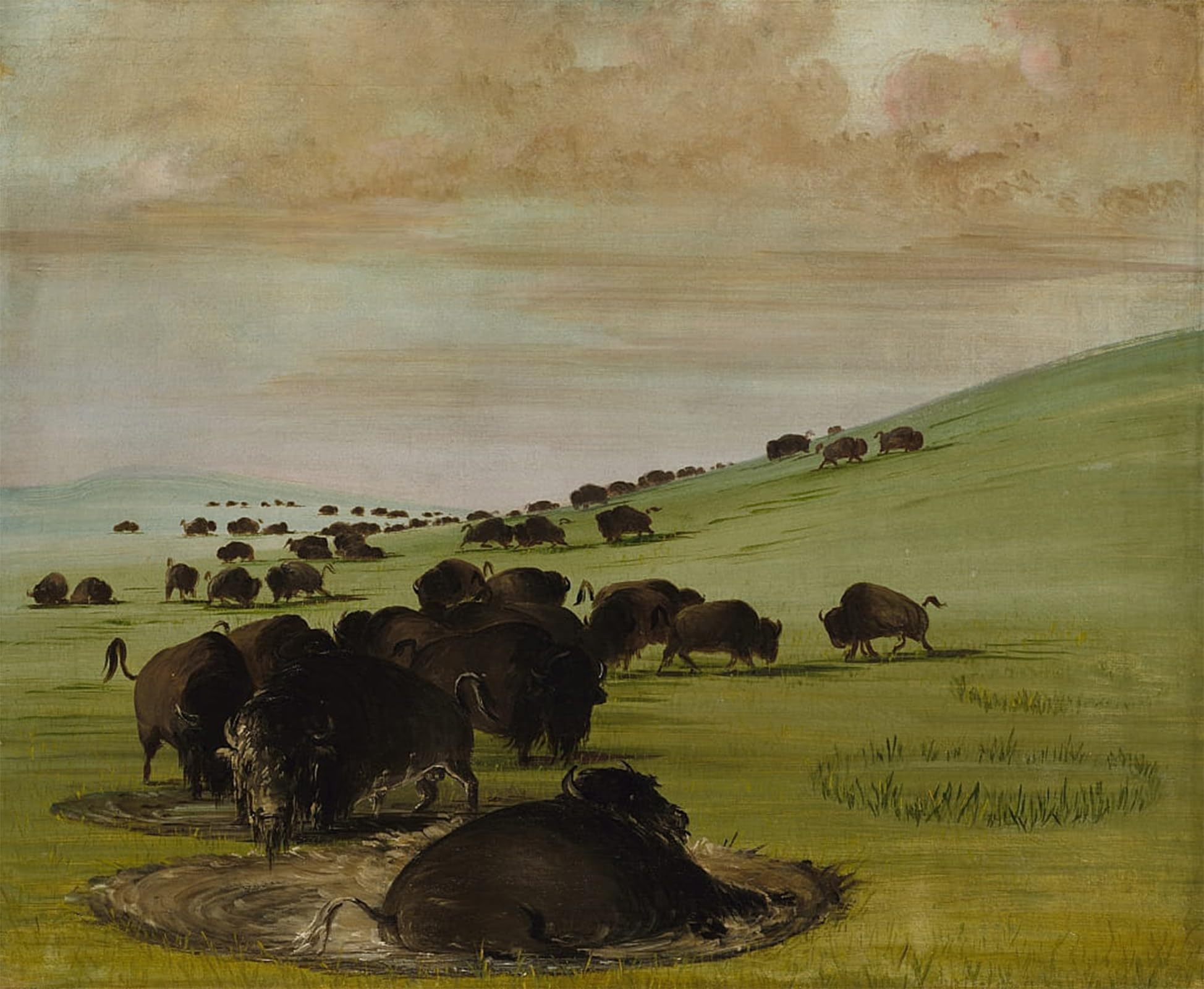 ARTXLXXBN Famous Painting Canvas Artwork Graffiti Print Animal Animal in a Wallow by George Catlin Portrait Canvas Image for Home Decor 60x90cm