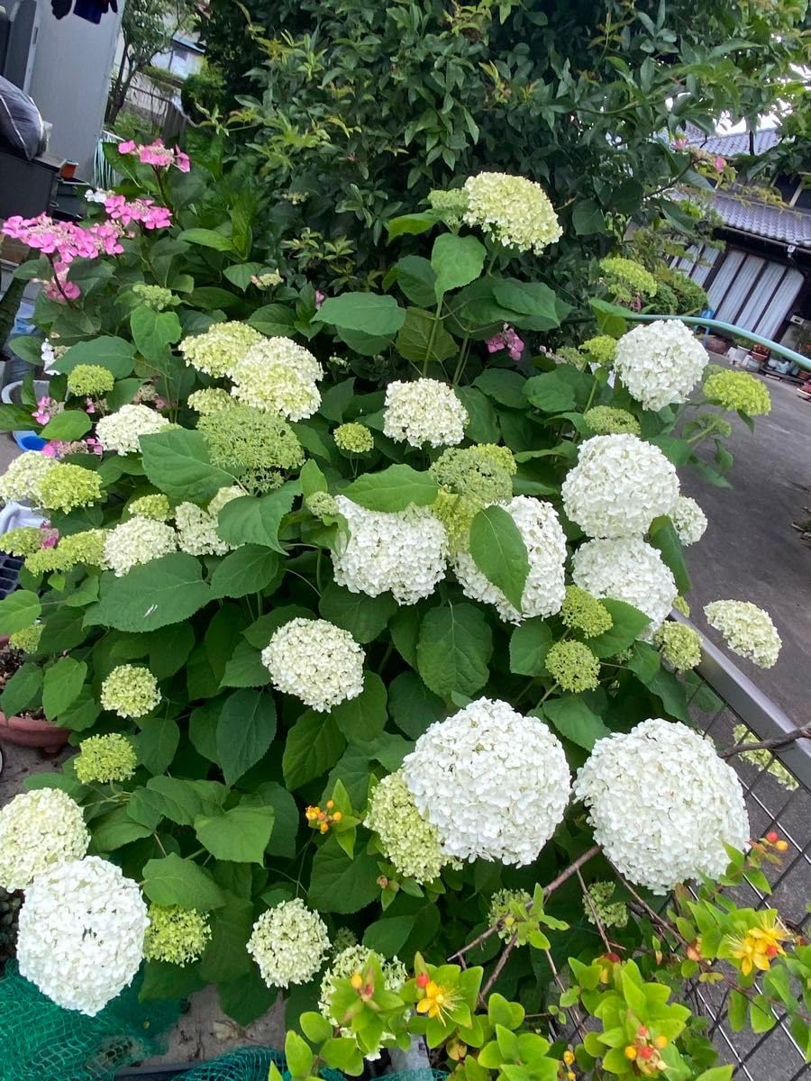 Amazon.co.jp: 紫陽花 アナベル わき芽の幼苗抜き苗 : DIY・工具 Amazon.co.jp: 紫陽花 アナベル わき芽の幼苗抜き苗 : DIY・工具